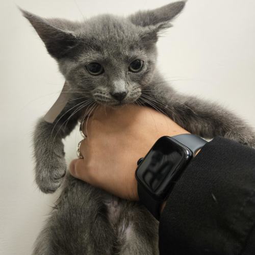 Pet Image
