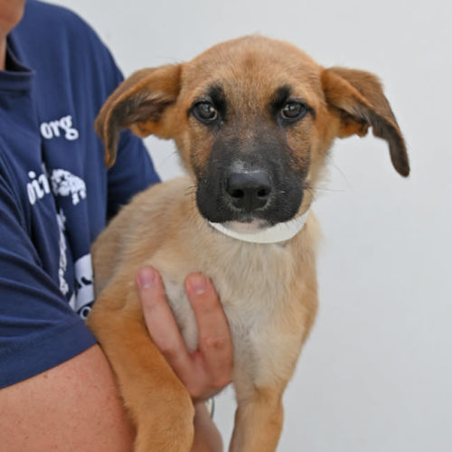 Pet Image