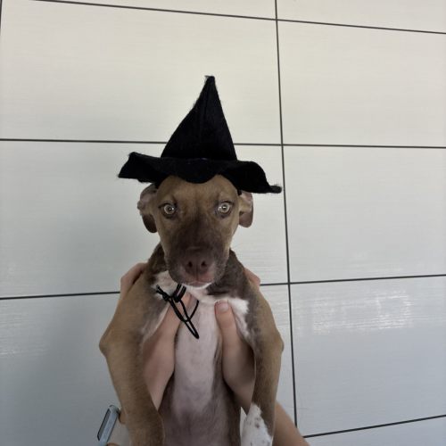 Pet Image