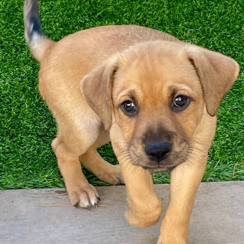 Pet Image