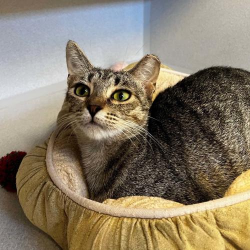Pet Image