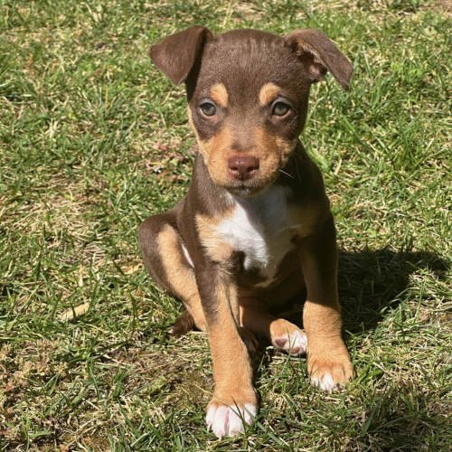 Pet Image