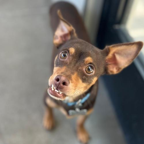 Pet Image