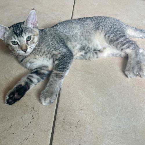 Pet Image