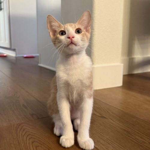 Pet Image