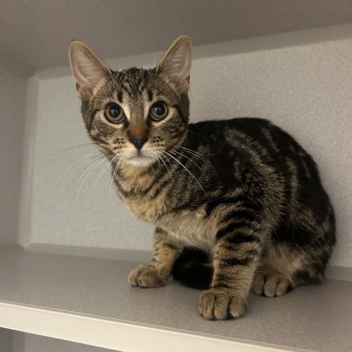 Pet Image