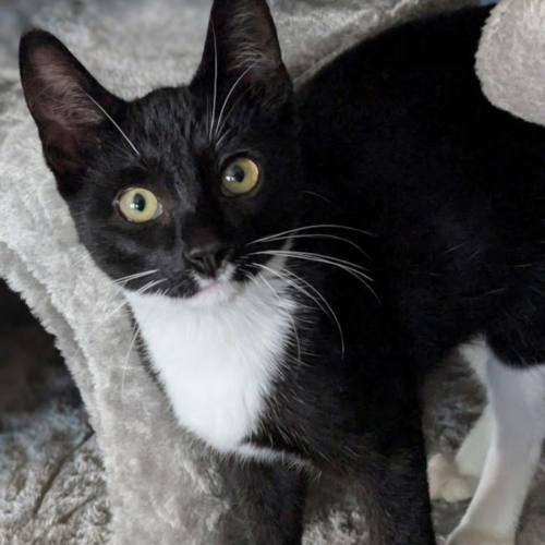 Pet Image