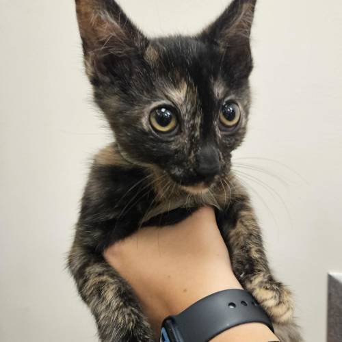 Pet Image