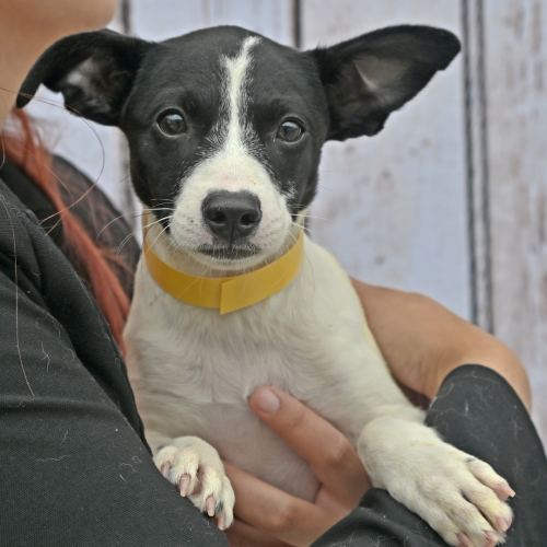 Pet Image