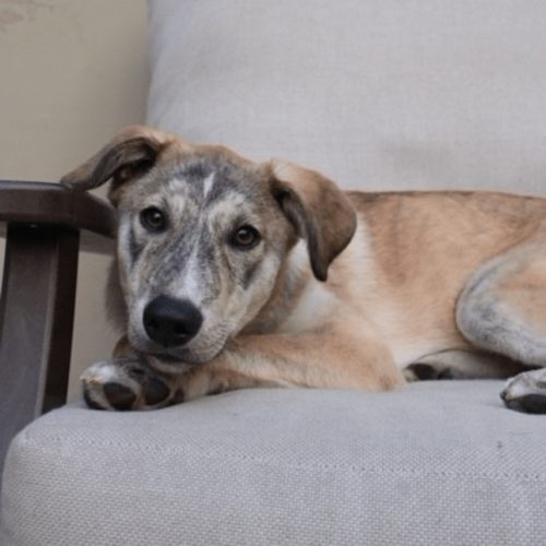 Pet Image