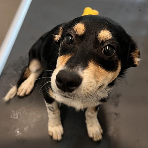 Pet Image
