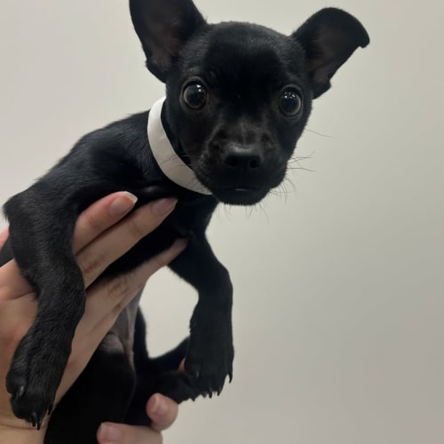 Pet Image