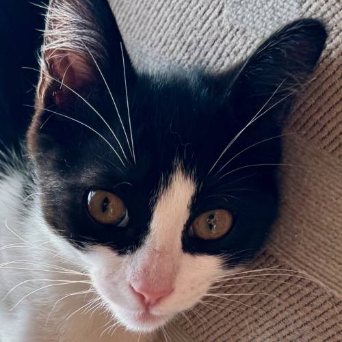 Pet Image