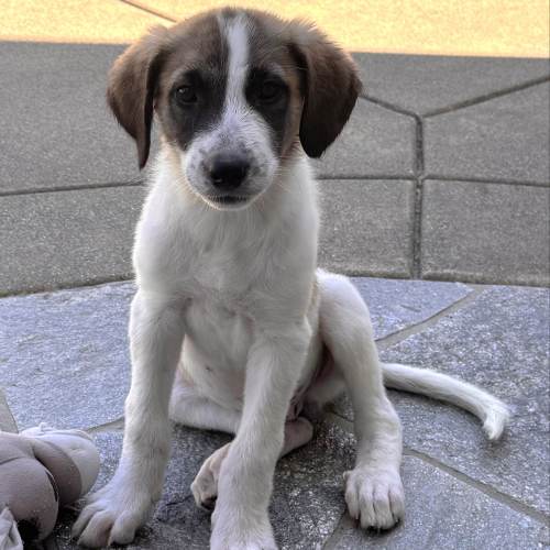 Pet Image