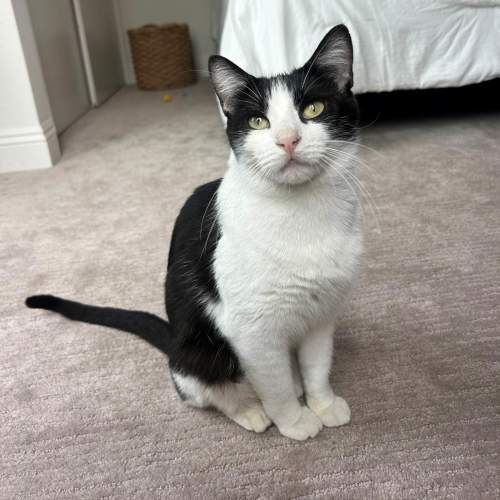 Pet Image