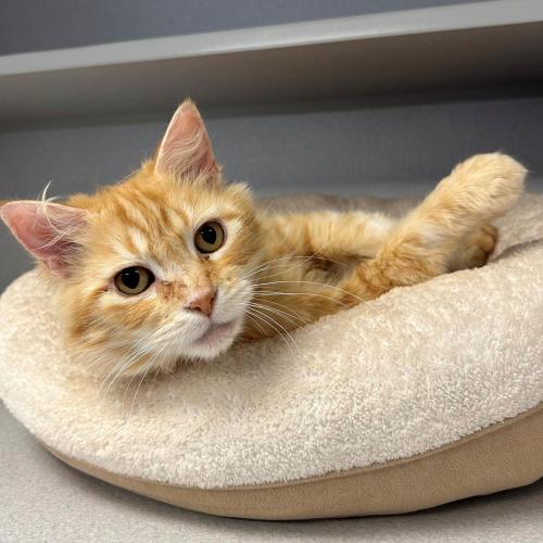 Pet Image