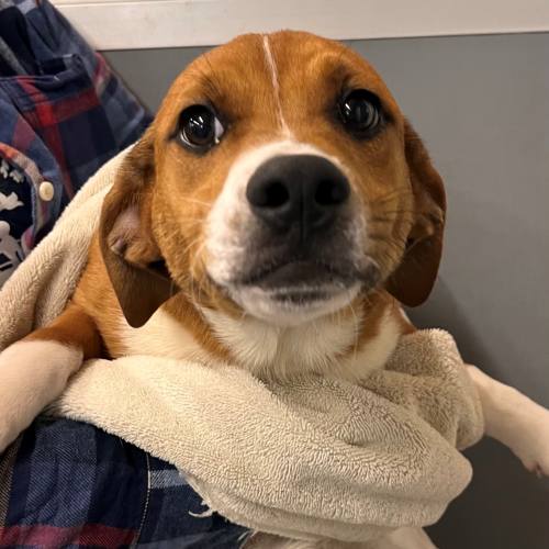 Pet Image