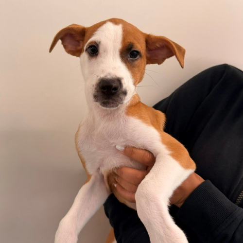 Pet Image