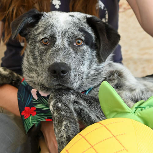 Pet Image