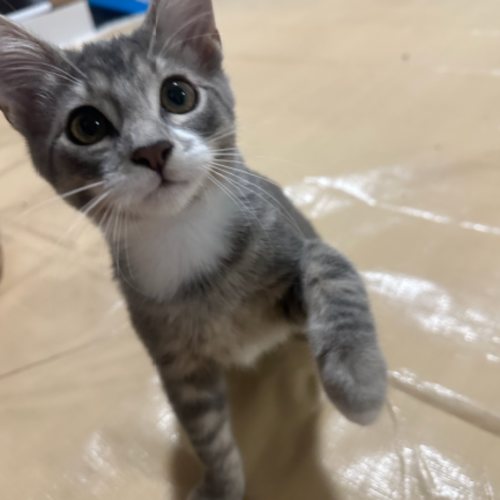 Pet Image