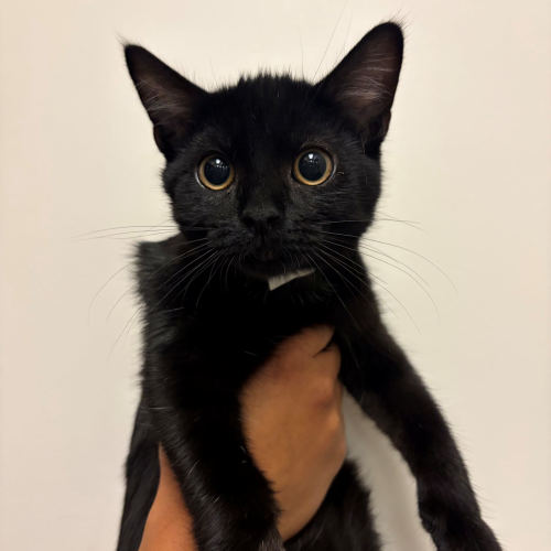 Pet Image