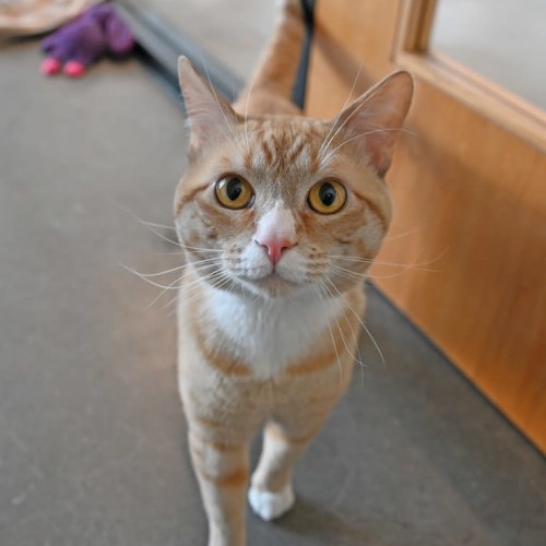 Pet Image