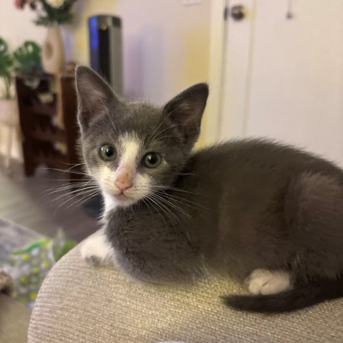 Pet Image
