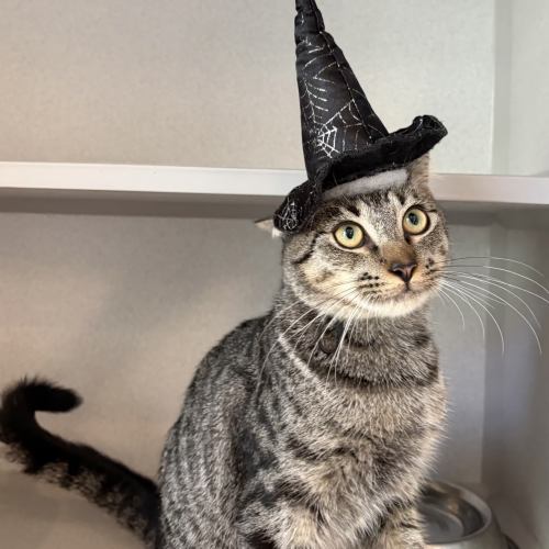 Pet Image