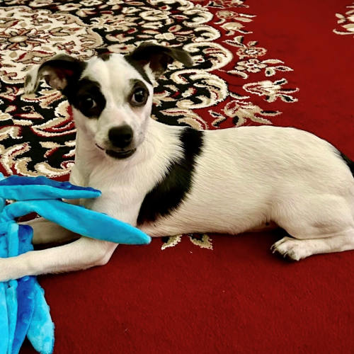 Pet Image
