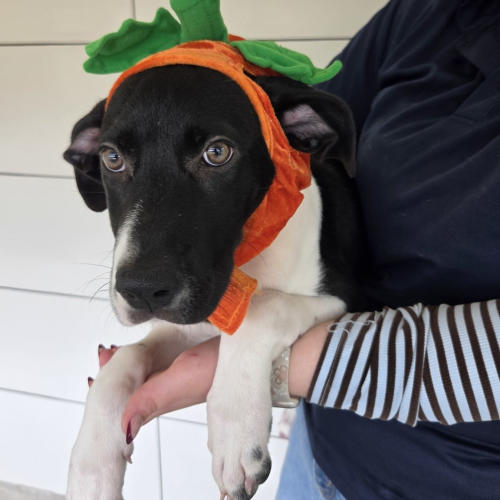 Pet Image