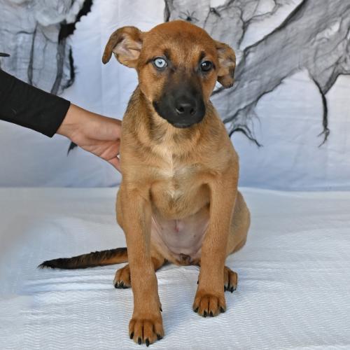 Pet Image