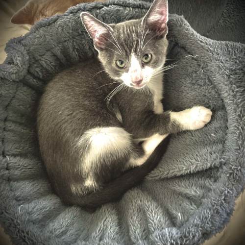 Pet Image