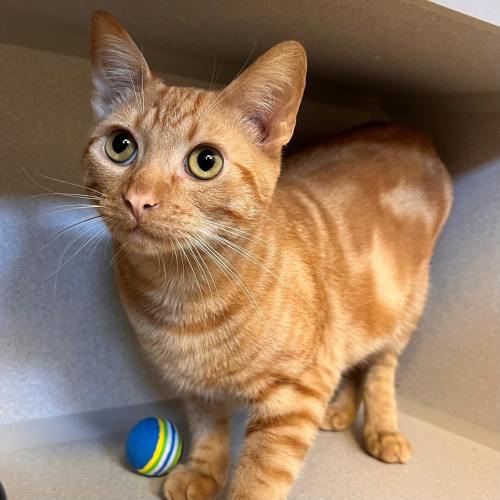 Pet Image