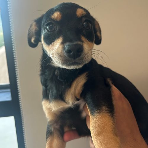 Pet Image