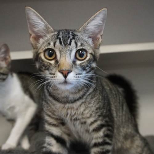 Pet Image