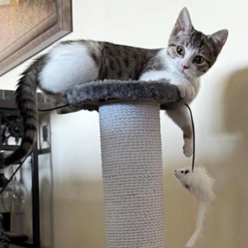 Pet Image