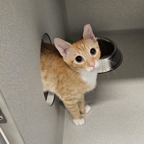 Pet Image