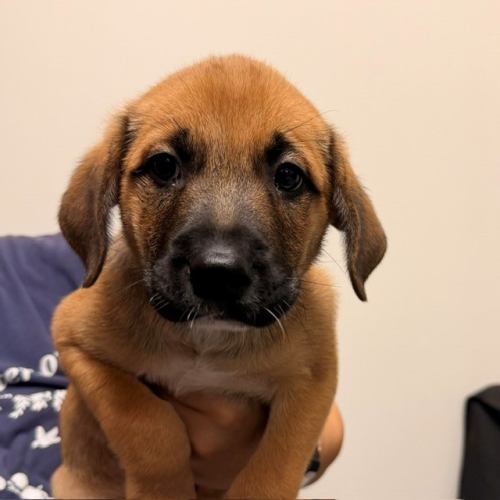 Pet Image