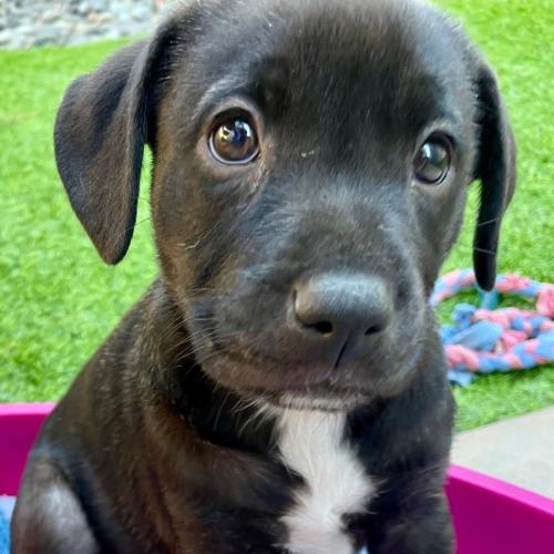Pet Image