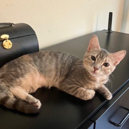 Pet Image