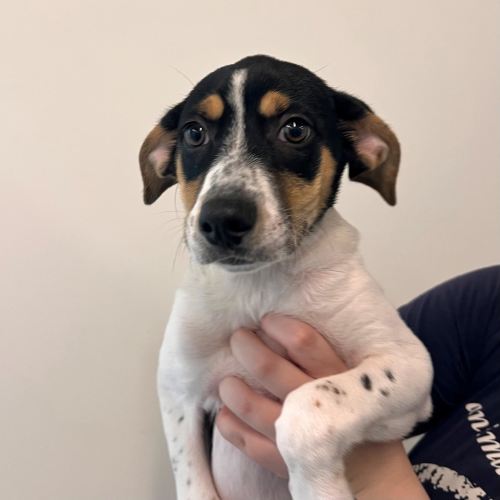 Pet Image