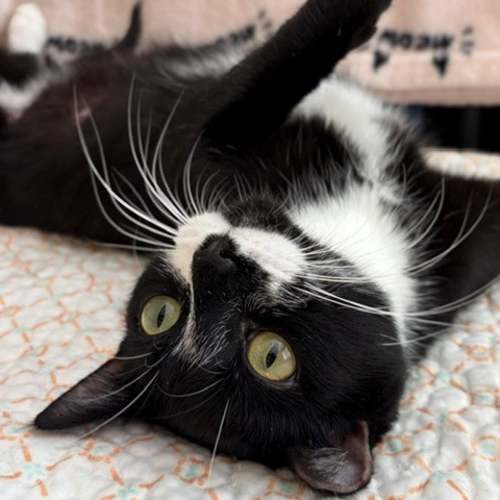 Pet Image