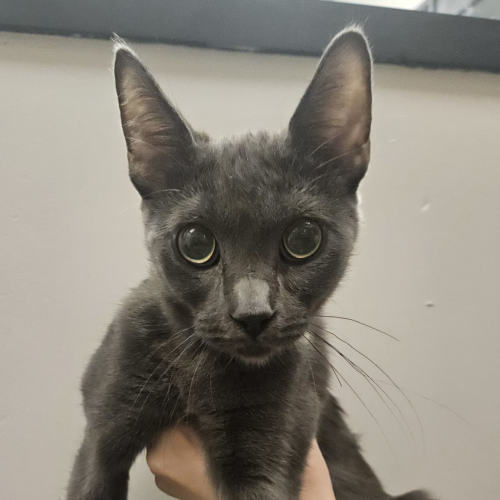 Pet Image