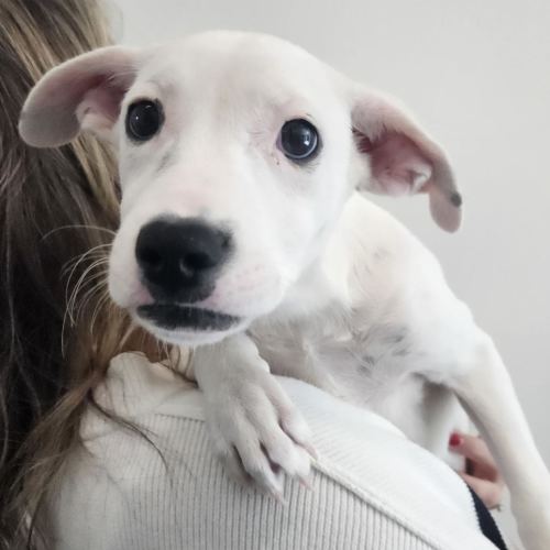 Pet Image