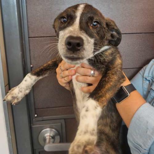 San Diego Dog & Puppy Adoption HWAC