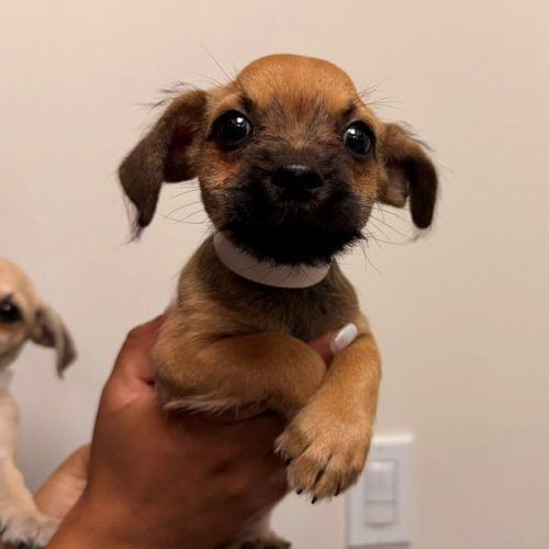 Pet Image
