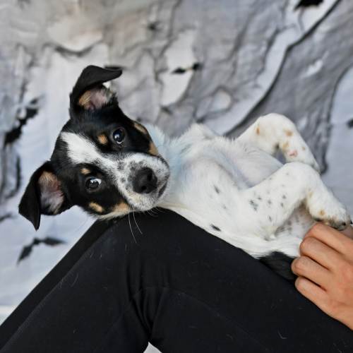 Pet Image