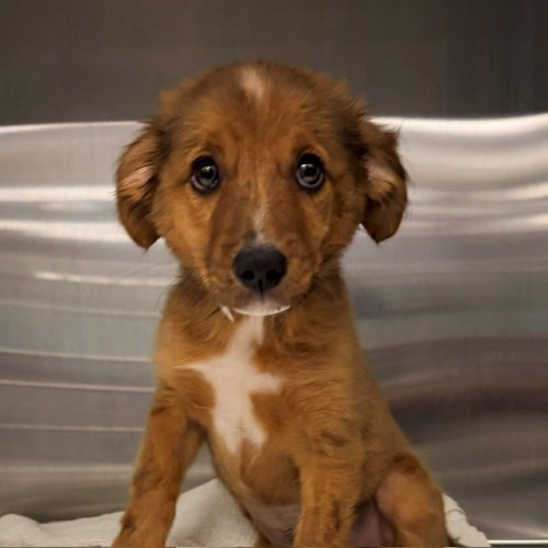 Pet Image