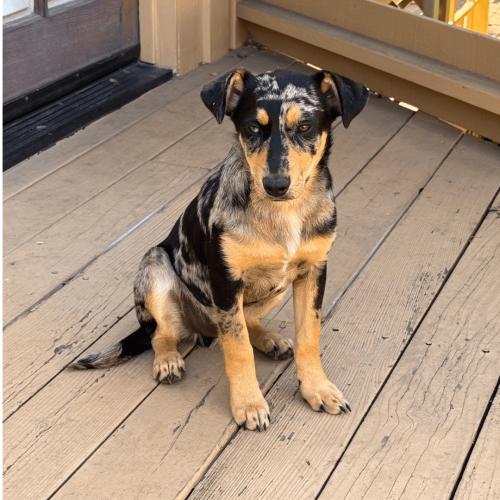 Pet Image