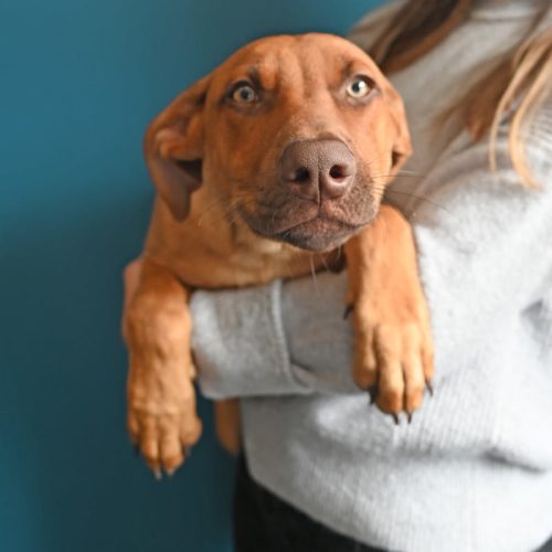 Pet Image